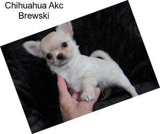 Chihuahua Akc Brewski