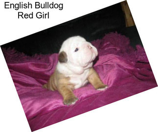 English Bulldog Red Girl