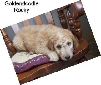Goldendoodle Rocky
