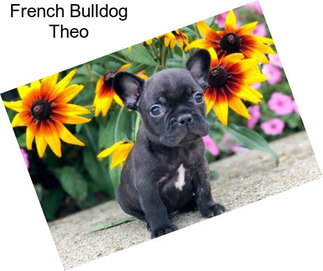 French Bulldog Theo