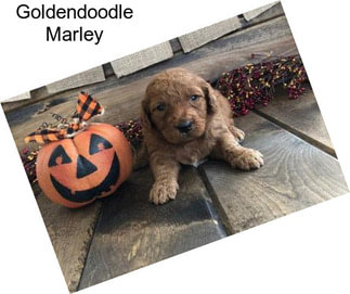 Goldendoodle Marley