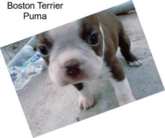 Boston Terrier Puma