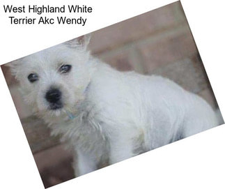 West Highland White Terrier Akc Wendy