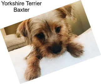 Yorkshire Terrier Baxter