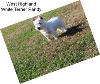 West Highland White Terrier Randy