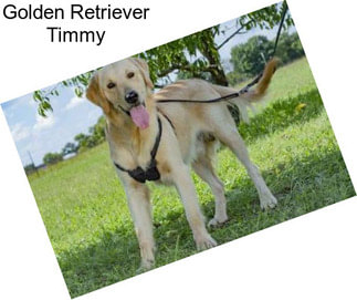Golden Retriever Timmy