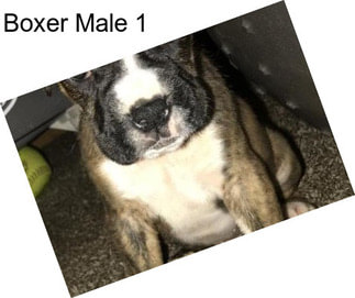 Boxer Male 1