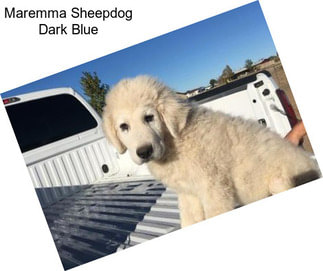 Maremma Sheepdog Dark Blue