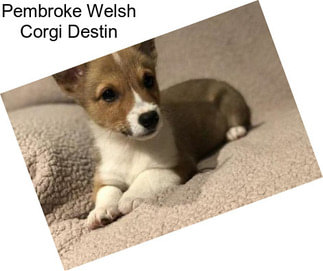 Pembroke Welsh Corgi Destin