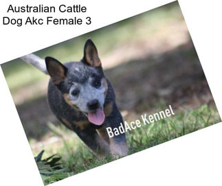 Australian Cattle Dog Akc Female 3