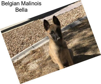 Belgian Malinois Bella