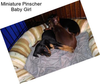 Miniature Pinscher Baby Girl