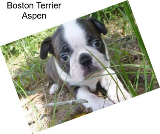 Boston Terrier Aspen