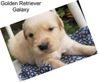 Golden Retriever Galaxy