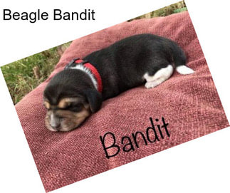 Beagle Bandit