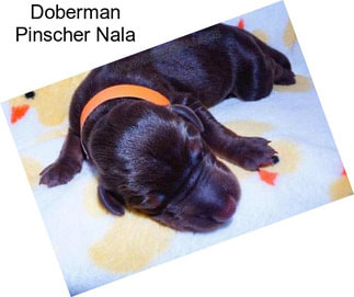 Doberman Pinscher Nala