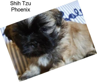 Shih Tzu Phoenix