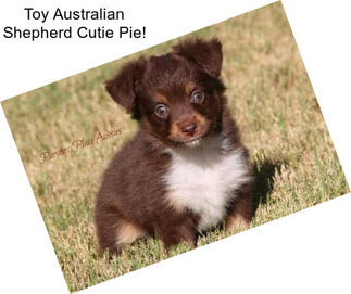 Toy Australian Shepherd Cutie Pie!