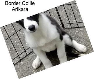 Border Collie Arikara