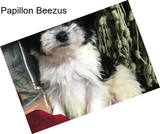 Papillon Beezus