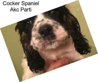 Cocker Spaniel Akc Parti