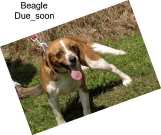 Beagle Due_soon