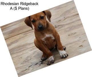 Rhodesian Ridgeback A ($ Plans)