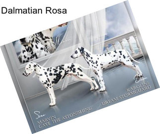 Dalmatian Rosa