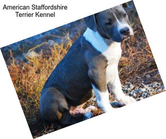 American Staffordshire Terrier Kennel