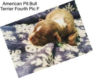 American Pit Bull Terrier Fourth Pic F