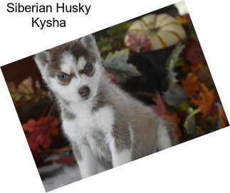 Siberian Husky Kysha