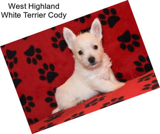 West Highland White Terrier Cody