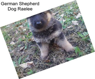 German Shepherd Dog Raelee