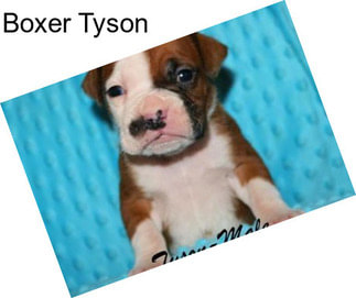 Boxer Tyson