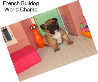 French Bulldog World Champ