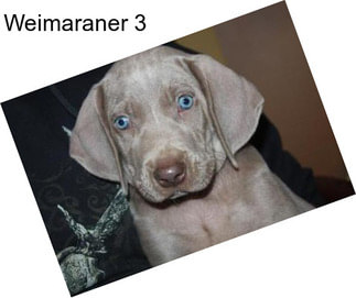 Weimaraner 3