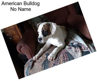 American Bulldog No Name