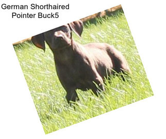 German Shorthaired Pointer Buck5