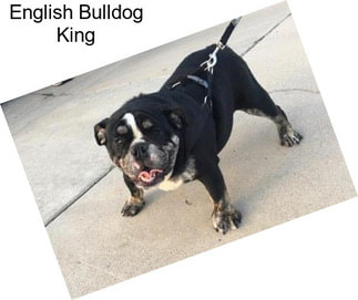 English Bulldog King