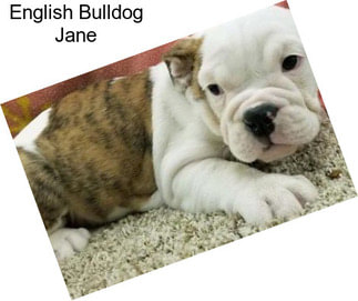 English Bulldog Jane