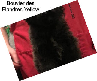 Bouvier des Flandres Yellow