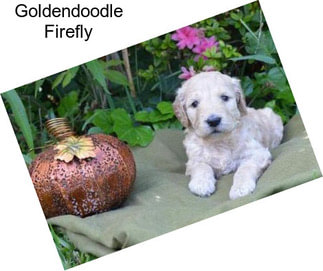 Goldendoodle Firefly