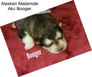 Alaskan Malamute Akc Booger