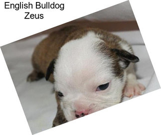 English Bulldog Zeus