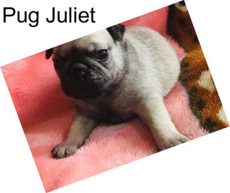 Pug Juliet