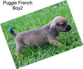 Puggle French Boy2
