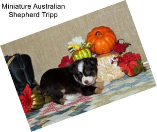 Miniature Australian Shepherd Tripp