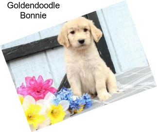 Goldendoodle Bonnie