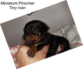 Miniature Pinscher Tiny Ivan