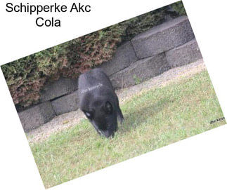 Schipperke Akc Cola